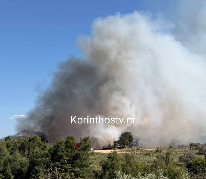 Στάχτη έγιναν 35 στρέμματα δασικής έκτασης και ελιές στο Ζευγολατιό Κορινθίας