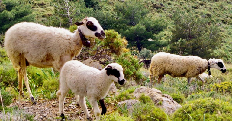 ΥΠΑΑΤ: Αποζημιώσεις 4,2 εκατ. ευρώ σε 176 κτηνοτροφικές εκμεταλλεύσεις για θανατωθέντα ζώα λόγω ευλογιάς και αφθώδους πυρετού