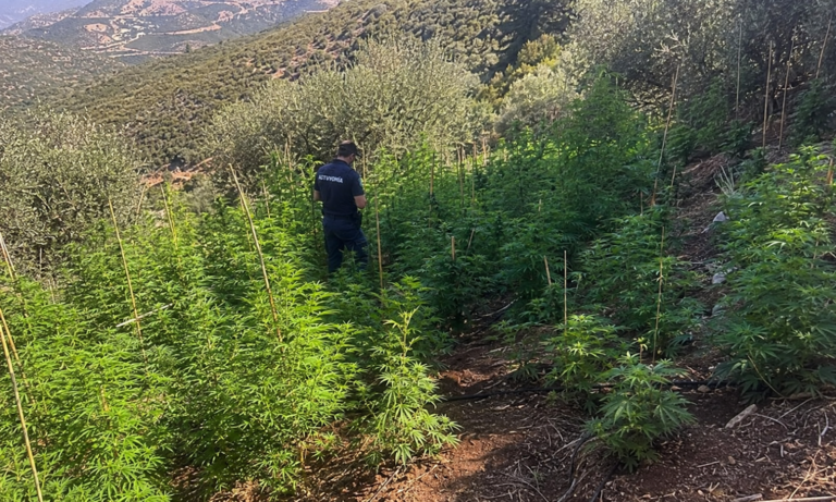 Κορινθία: Εντοπίστηκε οργανωμένη φυτεία με 890 δενδρύλλια κάνναβης στον Δήμο Σικυωνίων