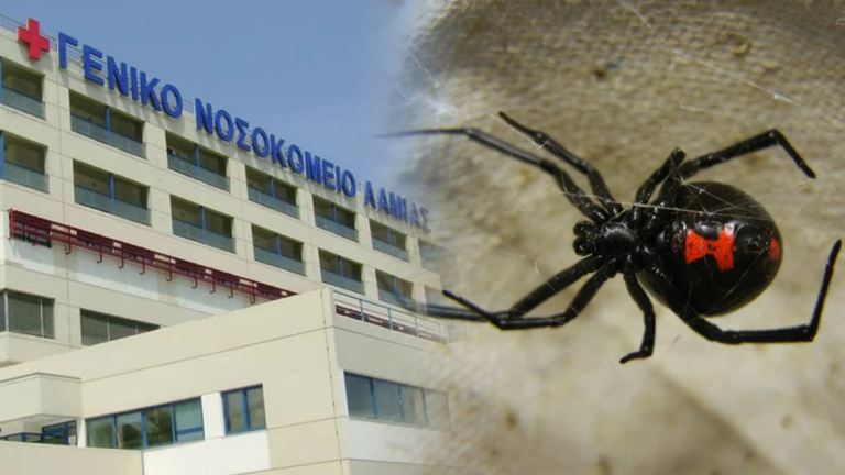 Λαμία: Στη ΜΕΘ 30χρονος μετά από πιθανό τσίμπημα «μαύρης χήρας» – Βελτιώθηκε μετά τη χορήγηση ειδικού ορού