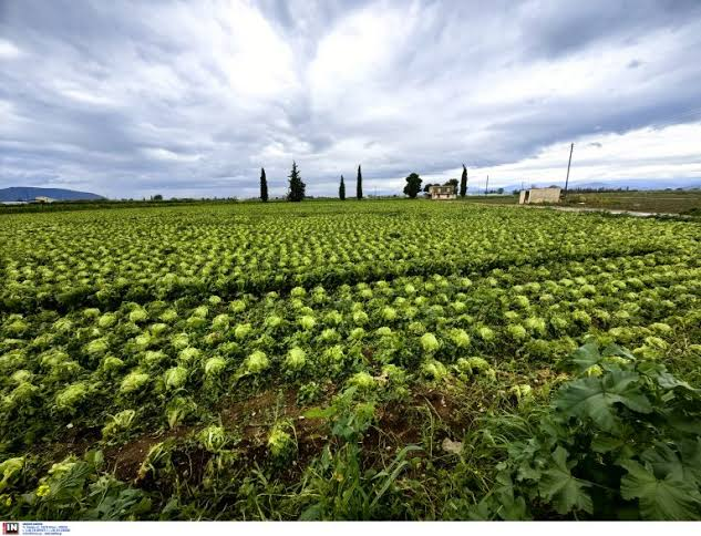 Λιπάσματα: Καταβλήθηκαν 14,6 εκατ. ευρώ σε 34.200 δικαιούχους της τρίτης περιόδου ενίσχυσης