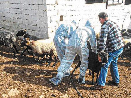 Αργολίδα: Επιβεβαιώθηκε κρούσμα ευλογιάς στο Κεφαλάρι – Θανατώθηκαν 49 πρόβατα